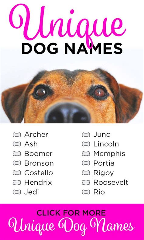 315+ Unique Dog Names - My Dog's Name | Dog names, Girl dog names, Best dog names