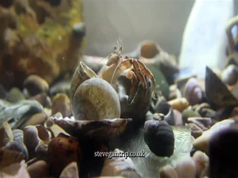 Guy Caught His Hermit Crab Changing Its Shell on Video - Izismile.com