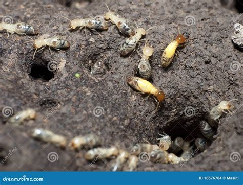 Termites Colony stock photo. Image of termite, lumber - 16676784