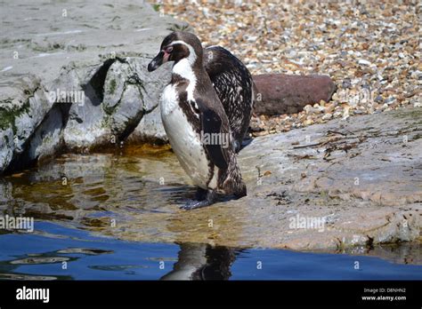 Penguins at Chester Zoo Stock Photo - Alamy