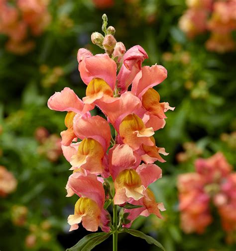 Snaptini Snapdragons Bring the Classic Flower on a Shorter Plant ...