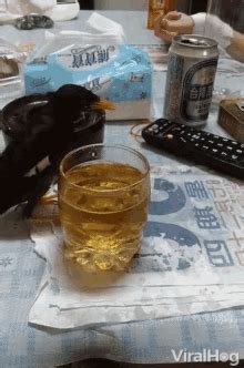 Drinking Drunk Bird GIF - Drinking Drunk Bird Beer - Discover & Share GIFs