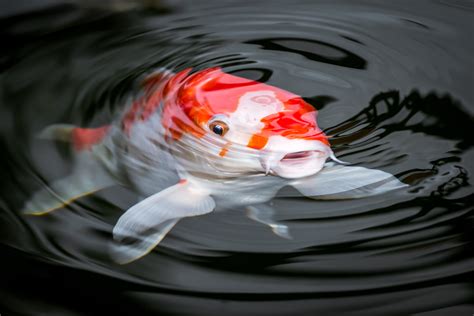 Koi Kohaku - rot/weiß - Premium Zuchtlinie | Koi Fische | Teichfische ...