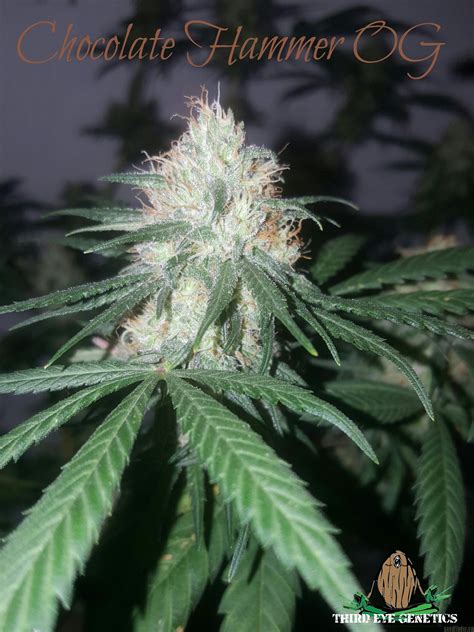 Chocolate Hammer OG (Third Eye Genetics) :: Cannabis Strain Info