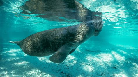 Florida Manatee • Florida Wildlife Federation