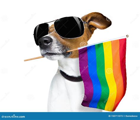 Gay pride dog stock image. Image of flag, funny, lgbtq - 150711073