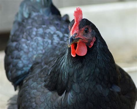 Jemma.... Black Jersey Giant hen | BackYard Chickens - Learn How to ...