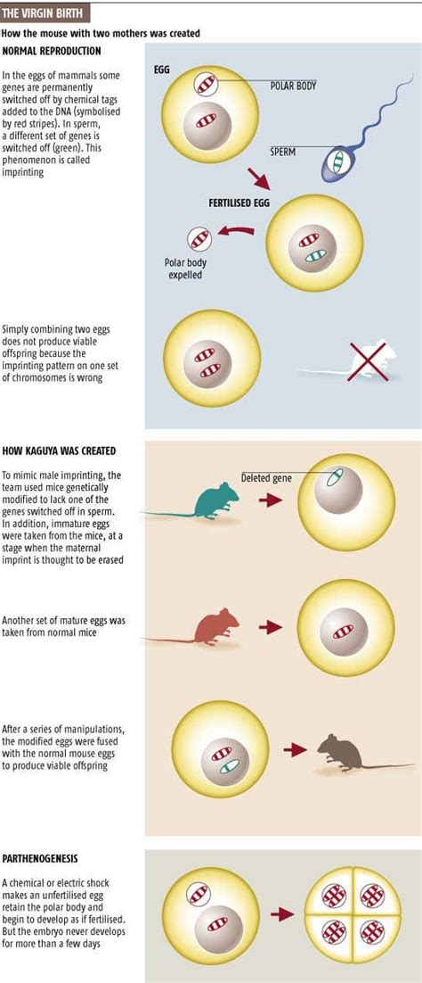 'Virgin birth' mammal rewrites rules of biology | New Scientist