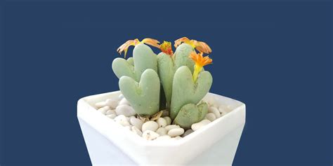 These Heart-Shaped Succulents Grow Flowers From Their Centers