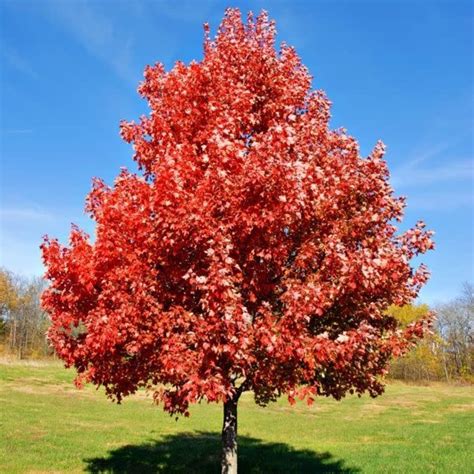 Acer rubrum (Red Maple tree) – GreenFlowNurseries