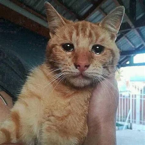 23+ Gambar Kartun Kucing Menangis - Gambar Kartun Ku