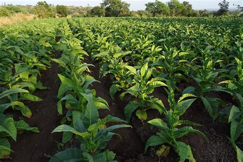 Tobacco Farming reducing in India | IBG News