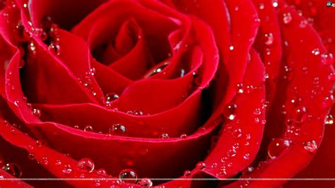 🔥 Download HD Wide New Wallpaper Rose Day Best Whatsapp by @brianwaters | Red Rose Wallpapers ...