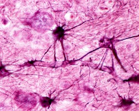 Driving Technology: Peptide Blood–Brain Barrier Shuttles for Therapeutic Transport