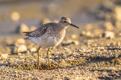 Common Sandpiper during Migration on Cyprus Beach Stock Image - Image of beach, commonsandpiper ...