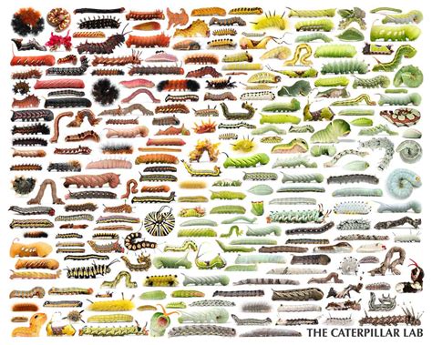 Free Printable Caterpillar Identification Charts [PDF]