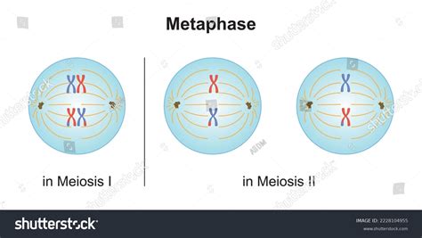 Scientific Designing Metaphase Meiosis Colorful Symbols: เวกเตอร์สต็อก ...