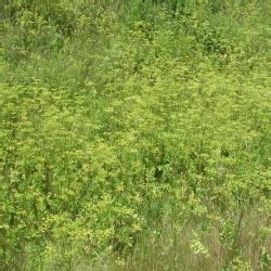 Wild Parsnip | Keweenaw Invasive Species Management Area (KISMA) | Michigan Tech