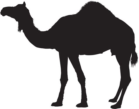 Dromedary Bactrian camel Silhouette Clip art - camel png download ...