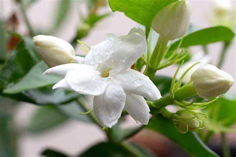 How to Identify and Treat 7 Jasmine Diseases | Gardener’s Path