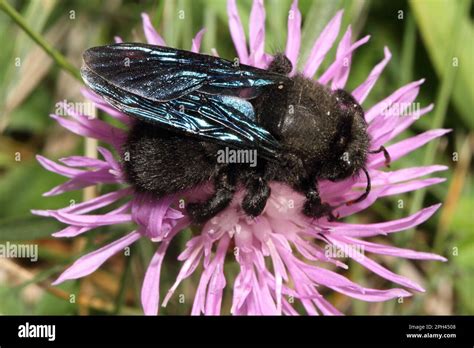 Blue Wood Bee Stock Photo - Alamy