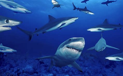 Group of dangerous sharks - All Best Desktop Wallpapers