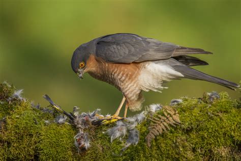 7 sparrowhawk facts you need to know - Discover Wildlife