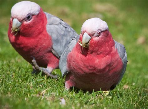 Feather Tailed Stories: Galah, Australia