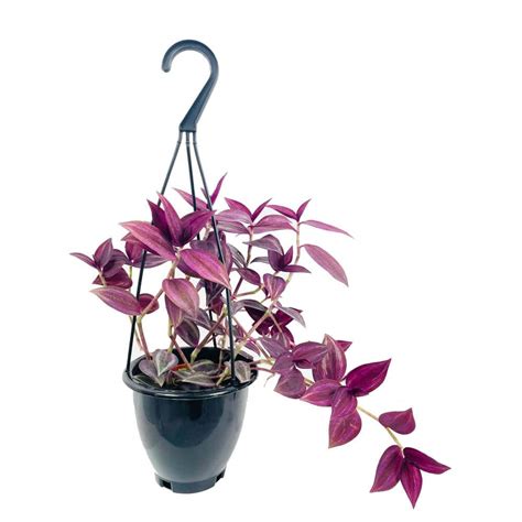 Wekiva Foliage Wandering Jew Plant Hanging Basket - Live Plant in a 4 ...