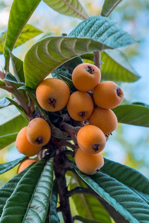 Buy Loquat Tree | FREE SHIPPING | 3 Gallon | Wilson Bros Gardens | 3 Gallon Pot for Sale Online ...