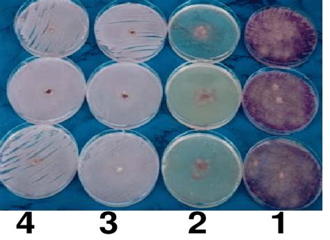 Shows the effects of pseudomonas 1. Control treatment ( Fusarium ). 2.... | Download Scientific ...