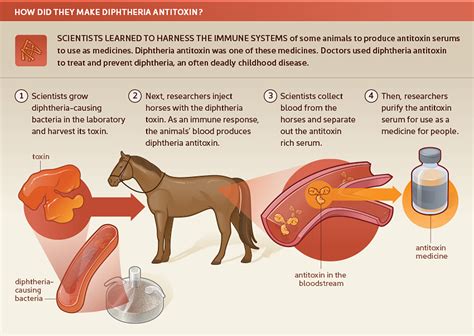 How did they make diphtheria antitoxin