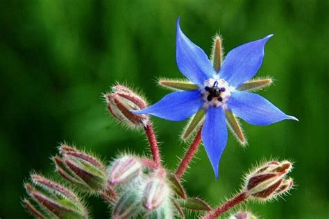 Borage Flowers: Your Ultimate Guide to Their Meaning, Symbolism, Types ...