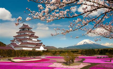 10 Potret Kecantikan Bunga Sakura di Jepang, Romantis dan Memesona!