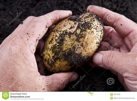 Potato harvesting stock photo. Image of group, autumn - 30770156