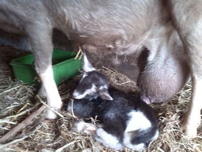 Caprine (Goat) Mastitis - Home Remedies