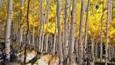 Birch Forest in Autumn