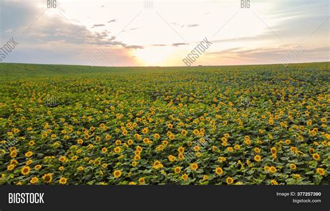 Aerial View Sunflower Image & Photo (Free Trial) | Bigstock