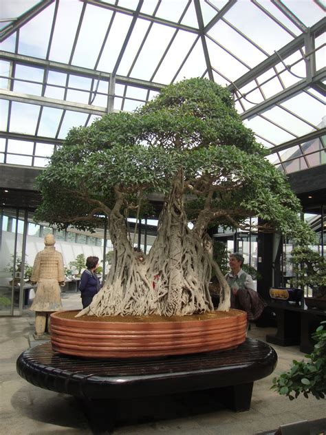Being over 1000 years old, this Ficus Retusa is said to be the oldest bonsai in the world ...