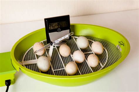 How to Incubate Chicken Eggs - Modern Farmer