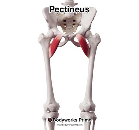 Pectineus Muscle Anatomy Human Muscle Anatomy Muscle - vrogue.co