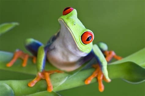 These 5 Types of Tree Frogs Make for Excellent Pets - Pet Ponder