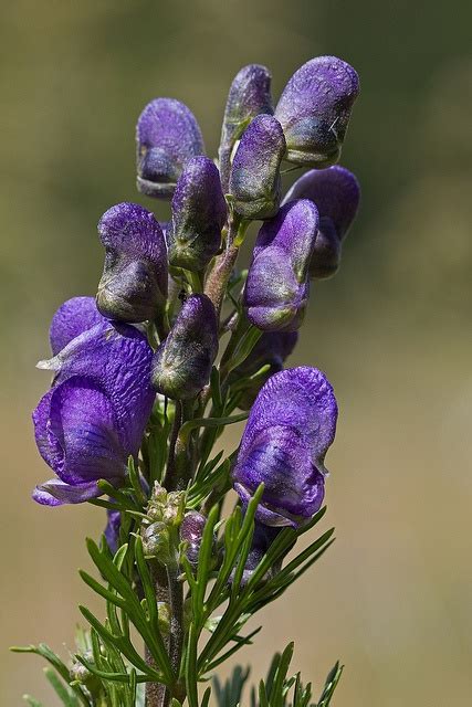 Aconitum napellus | Wolfsbane, Poisonous plants, Monkshood