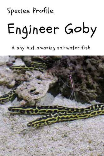 Engineer Goby Care Guide: fish facts, description, tank size | Saltwater, Saltwater aquarium ...