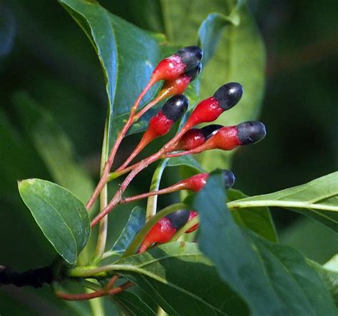 Sassafras Tree Bark Identification - Goimages Signs