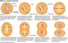 mitosis | Definition, Stages, Diagram, & Facts | Britannica.com