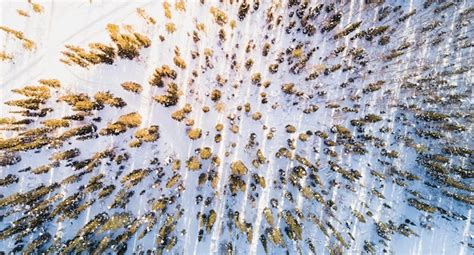 Premium Photo | Forest covered with snow aerial view with drone view from above