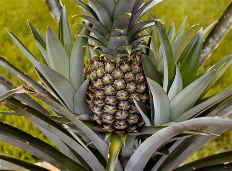 pineapple plant – Elev8 Presents