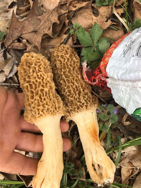 Now is the time for foraging around Chicago outdoors for morel mushrooms, ramps and wild ...