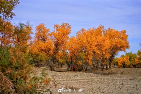 金秋十月，胡杨多彩，这是南疆沙雅最美时节|南疆|沙雅|胡杨叶_新浪新闻